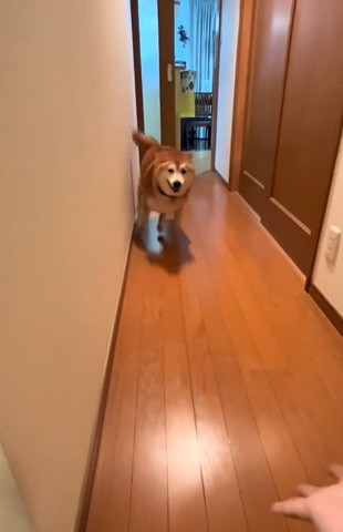 廊下を走ってくるワンコ