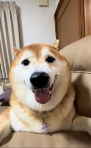 ソファで笑顔ワンコ