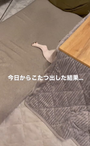 こたつから出た後ろ足斜め横から