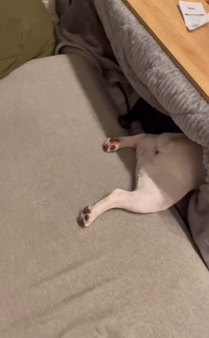 こたつから出た後ろ足横から