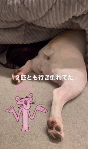 2匹とも行き倒れてたテロップ
