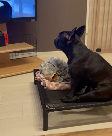 テレビ見るワンコ