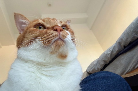 猫ちゃん下からアングル