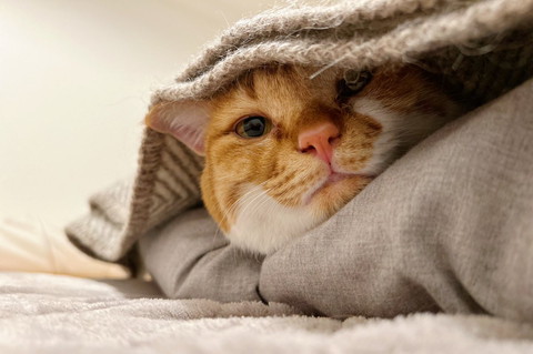 布団から顔出す猫