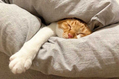 前足だして寝てる猫の寝顔