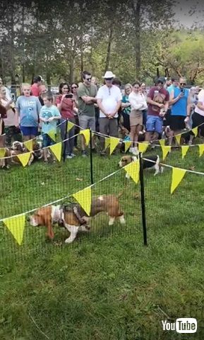 バセットハウンド