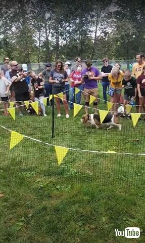 バセットハウンド