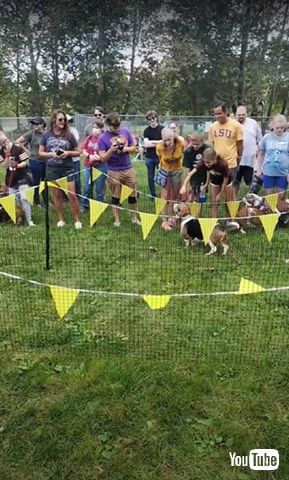 バセットハウンド