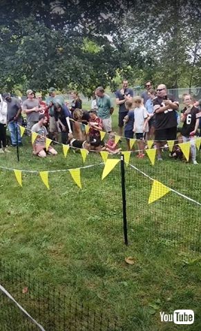 バセットハウンド