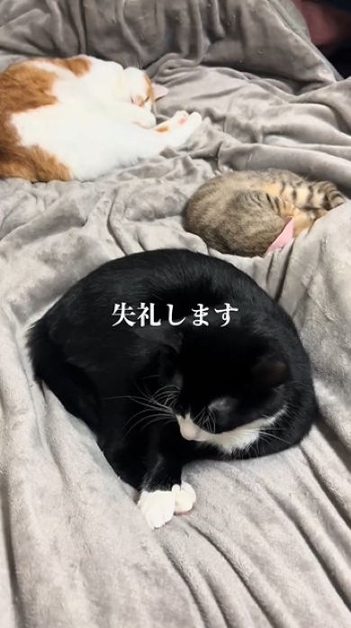 ベッドの上でくつろぐ猫