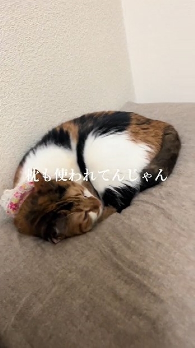枕の上で寝る猫