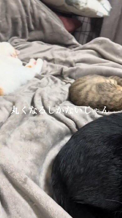 寝る場所がないベッド