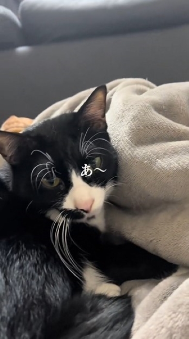 飼い主を見上げる猫