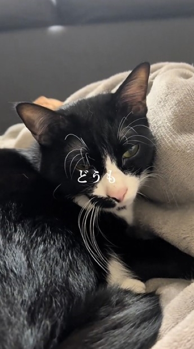 ベッドでくつろぐ猫