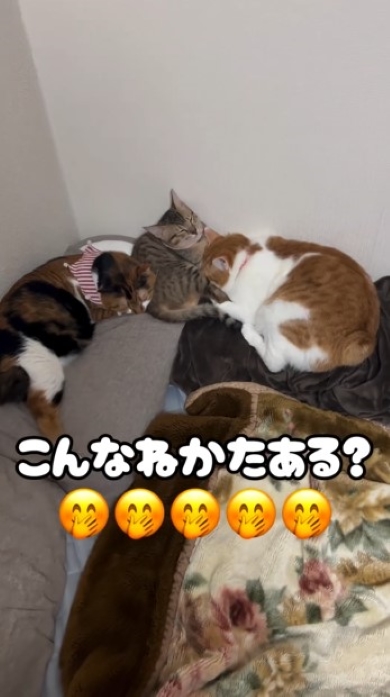 寄り添って寝る猫