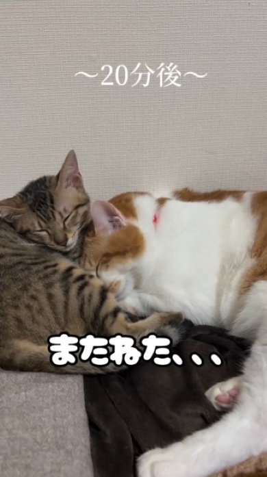 ぐっすり眠る猫