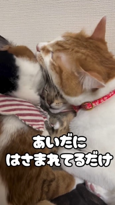 猫の間に挟まれた猫