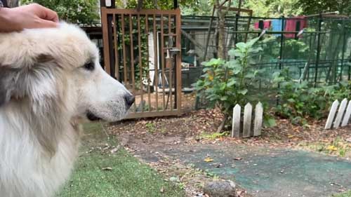 寂しそうなアラン