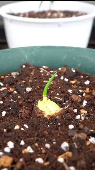 玉ねぎの芯 植えたら 収穫 再生栽培 再生野菜 リボべジ 家庭菜園