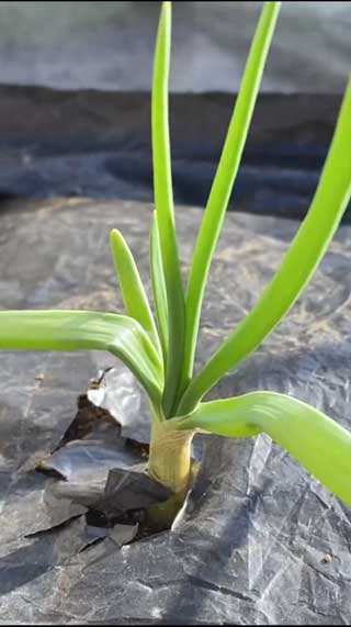 玉ねぎの芯 植えたら 収穫 再生栽培 再生野菜 リボべジ 家庭菜園