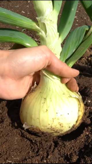 玉ねぎの芯 植えたら 収穫 再生栽培 再生野菜 リボべジ 家庭菜園