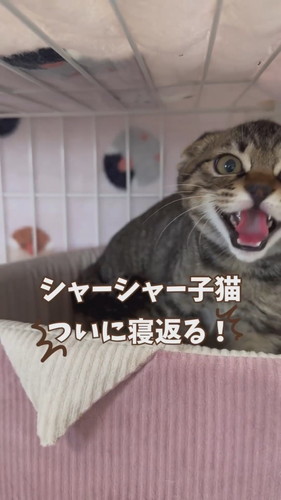 シャーシャーからゴロゴロへ