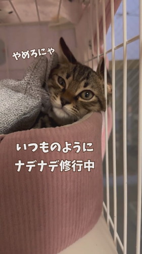 揺らぐシマシマくん