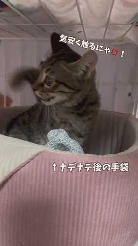 触ろうとする投稿者