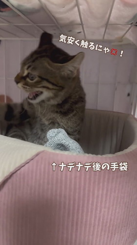 やっぱりシャーする猫