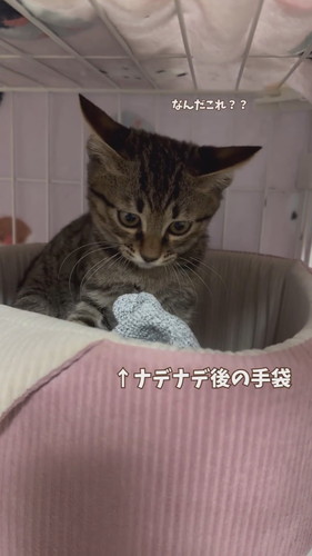 手袋気になる猫