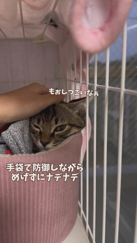 シャーシャーからゴロゴロへ