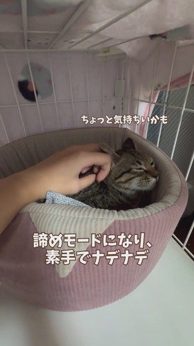 シャーシャーからゴロゴロへ