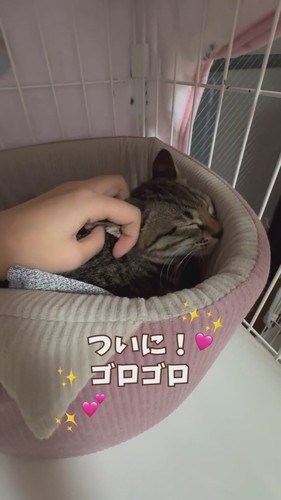 そしてゴロゴロ！