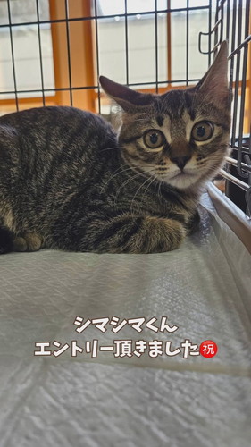 トライアル決定しました