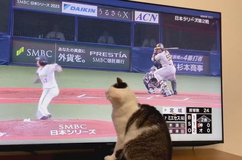 日本シリーズに参加する金四郎くん