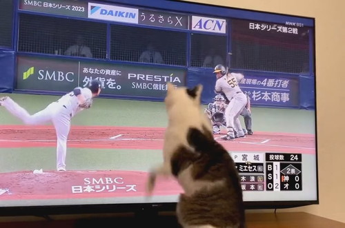 日本シリーズに参加する金四郎くん