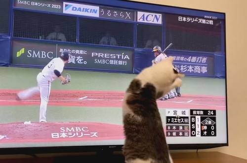 追う金四郎くん