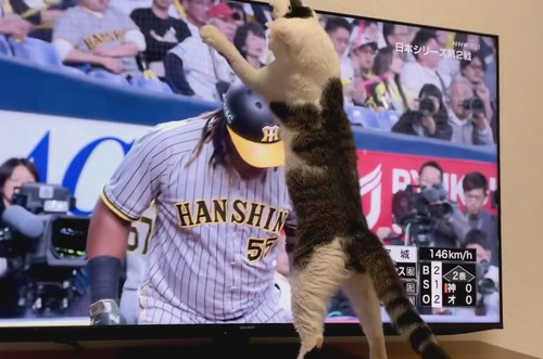 ボールが見えなくなった金四郎くん