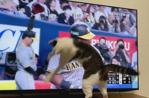 追いかける金四郎くん