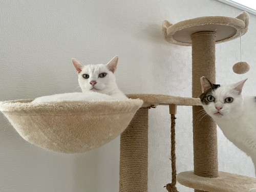 おたまちゃんと金四郎くん