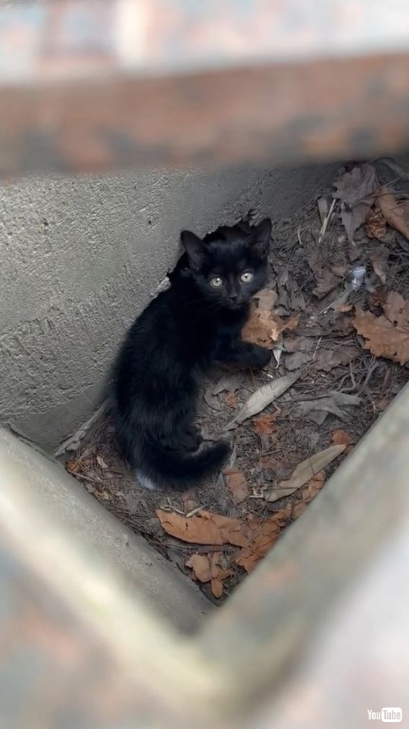 排水溝の中に覗く子猫