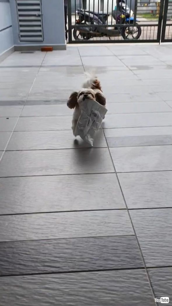 郵便物を運ぶ犬