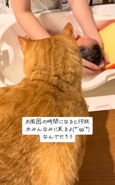 沐浴になると集まる猫たち