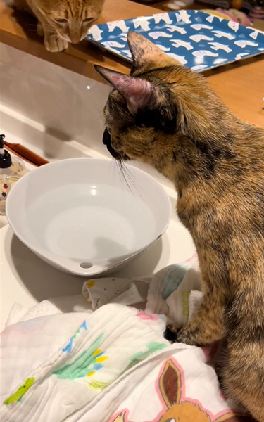 沐浴になると集まる猫たち