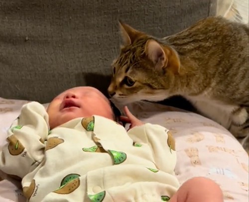 沐浴になると集まる猫たち