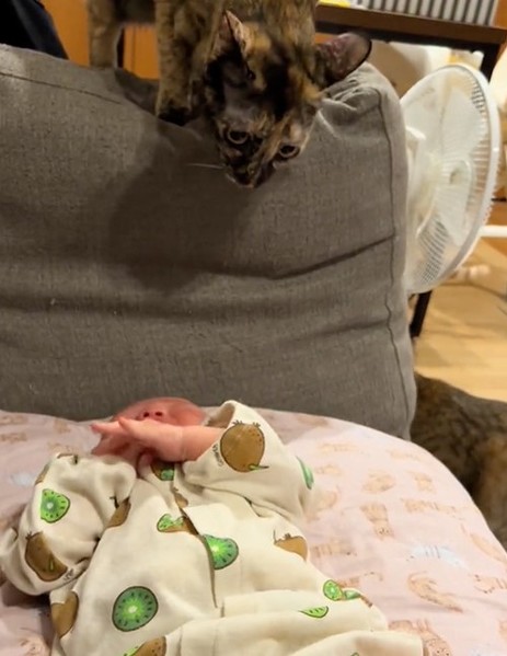 沐浴になると集まる猫たち
