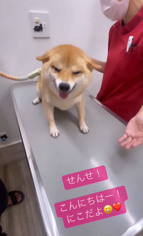 ヒコーキ耳で笑顔のワンコのお顔