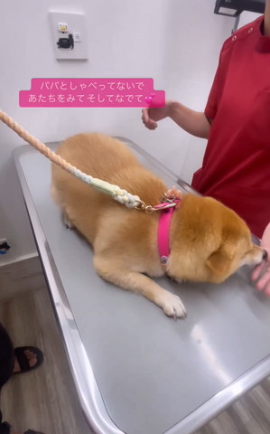 ぱぱと喋ってないであたちをみてテロップ