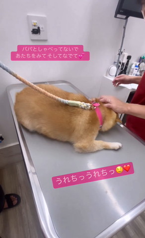 先生になでられるワンコ