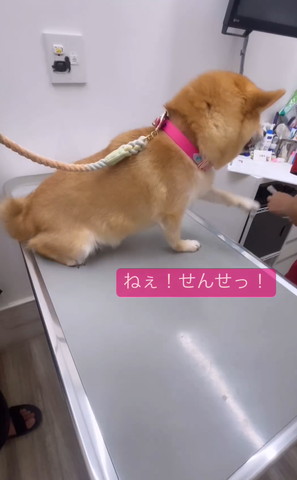 ねぇせんせっテロップ